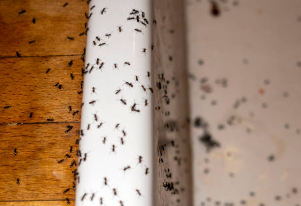 Best Best Pest Control Companies  in West Lafayette, OH